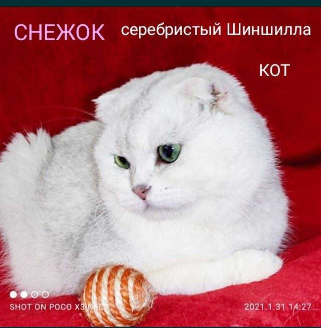 Вязка коты Шиншиллы