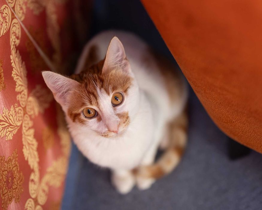 Мъжко коте на 6 месеца търси дом