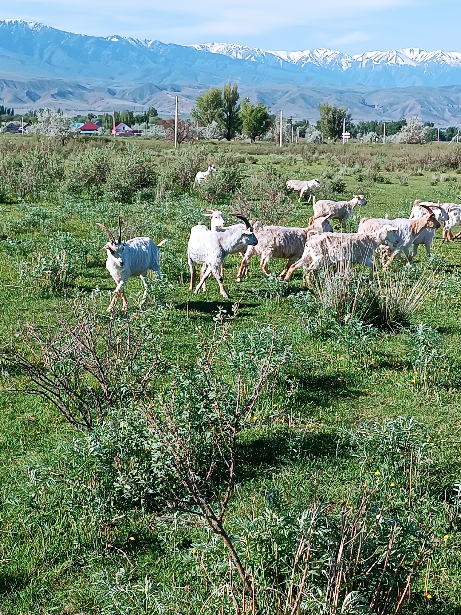Ешкі лағымен козы с козлятами