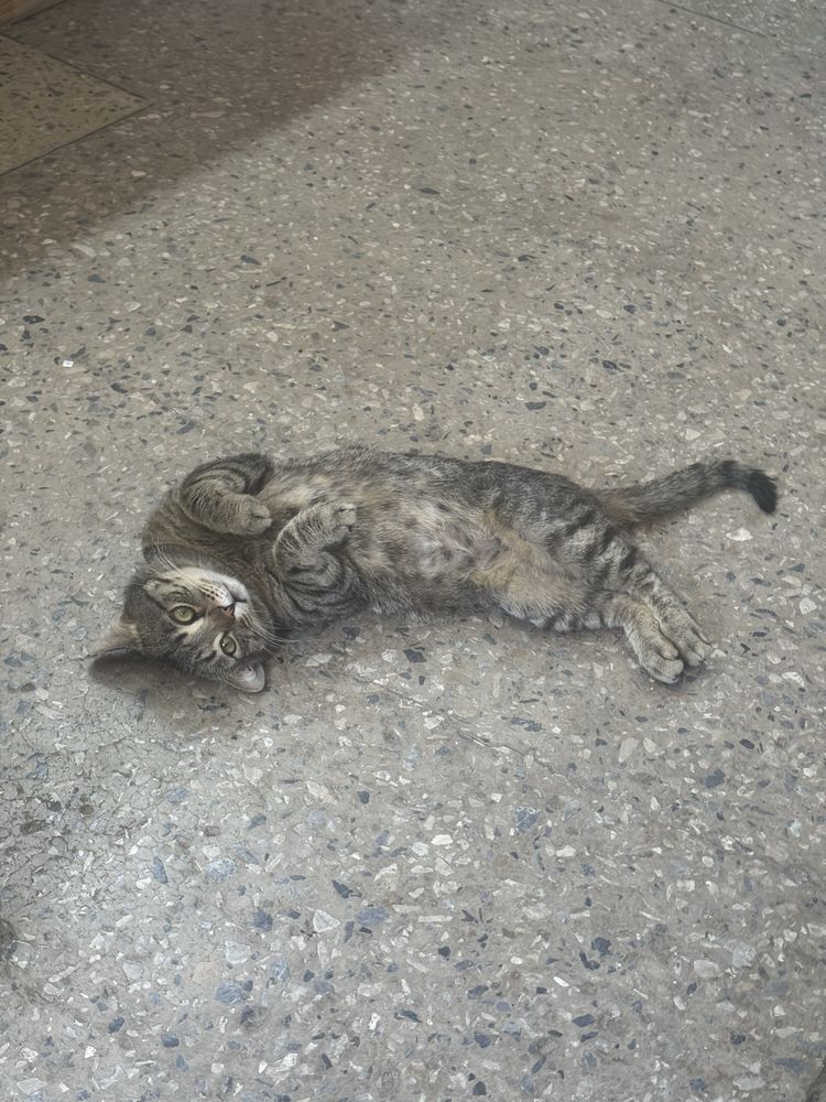 Красивый кот ищет дом!