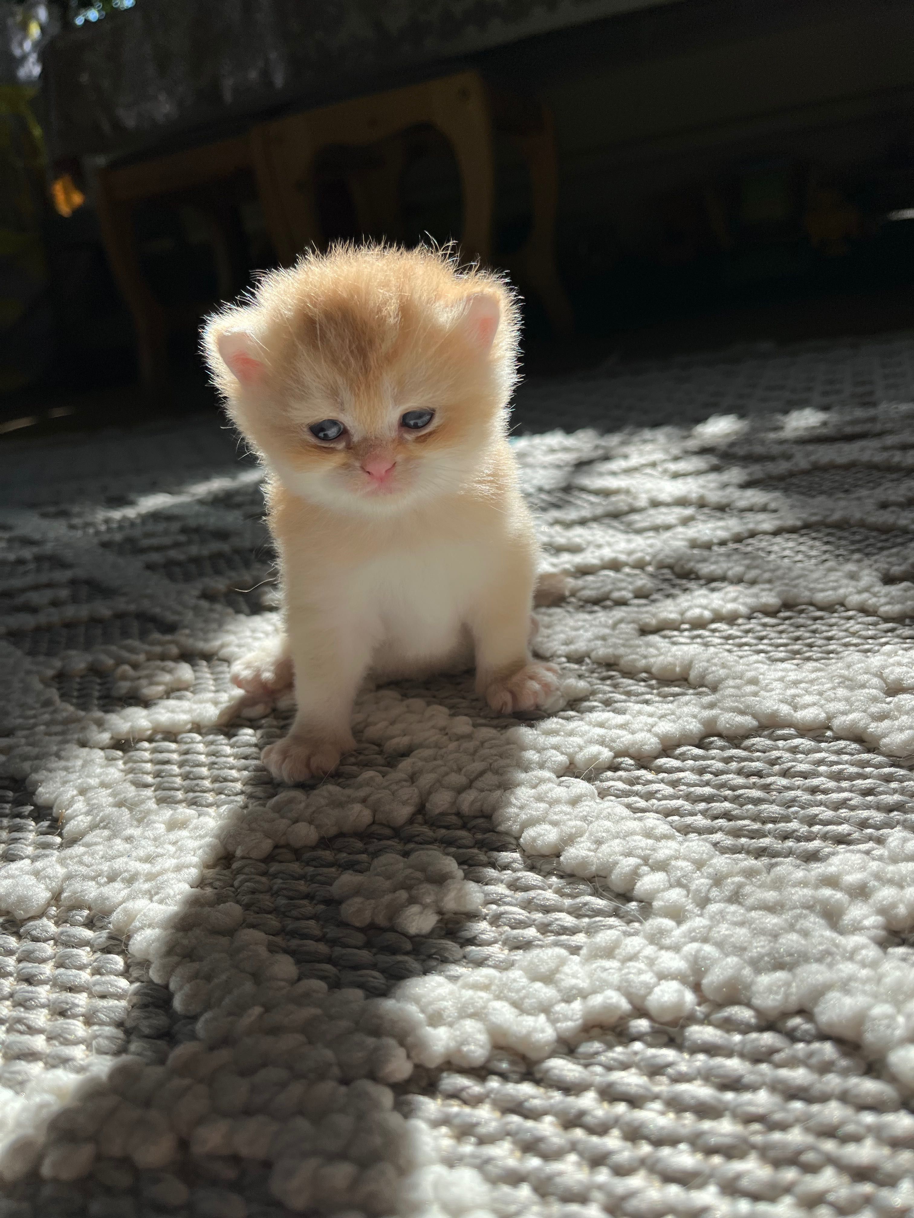Открыта бронь на котят золотой шиншиллы