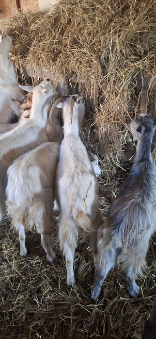 Vând capre gestație