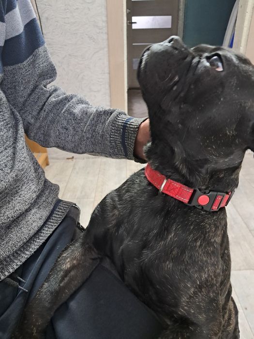 Отдам песика, порода француский бульдог. Возраст 1 год,