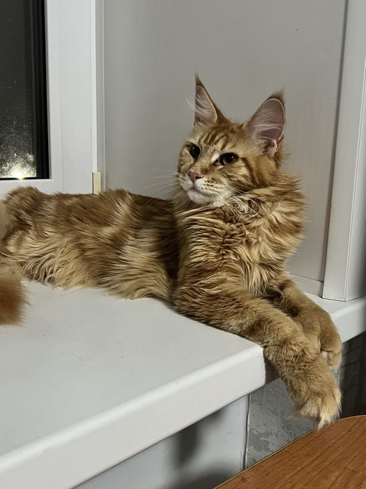 Продам Мейн Куна девочку