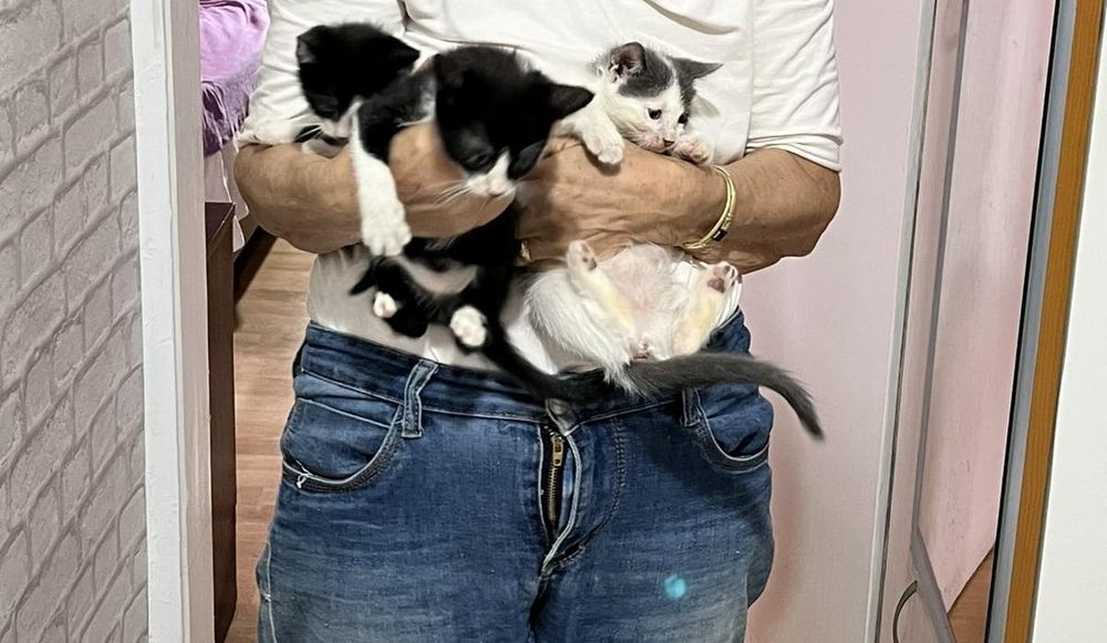 Подаряваме котенца