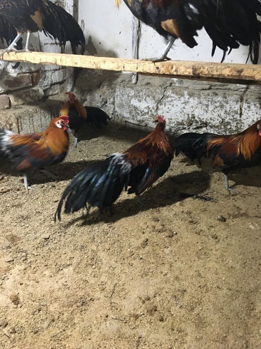 Феникс хорозлари