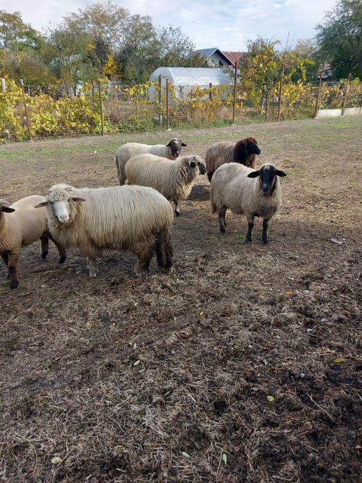 De vânzare Cârlane de  anul trecut