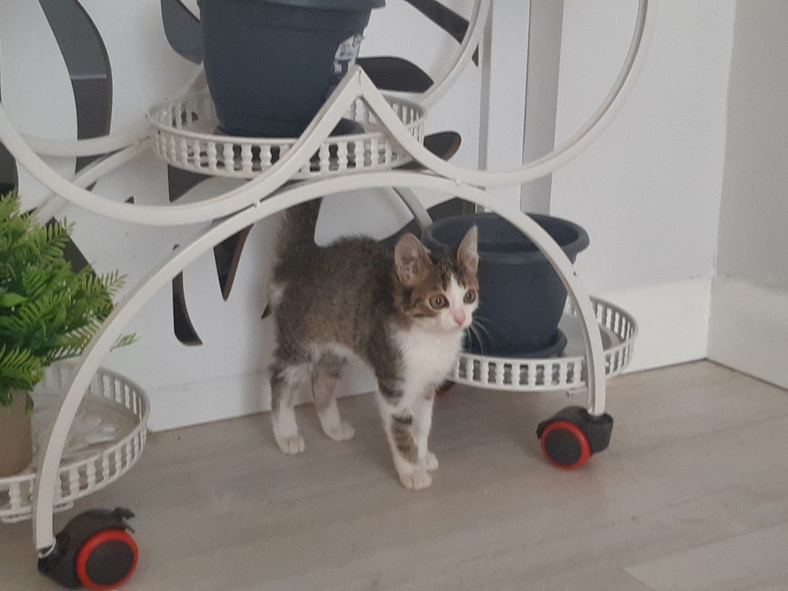 Отдам прекрасных котят