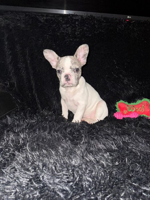 Bulldog Francez Merle Pied