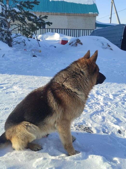 Продам щенка немецкой овчарки