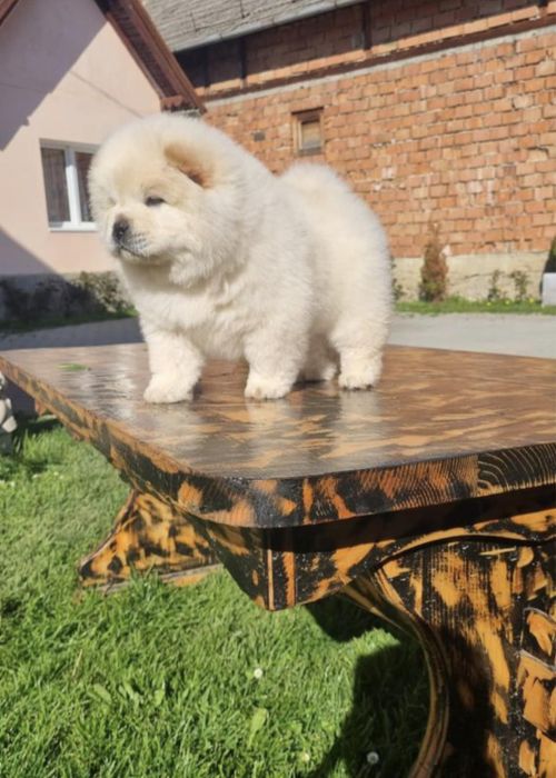 Catel ,Chow Chow cu certificat pedigre tip A vaccin