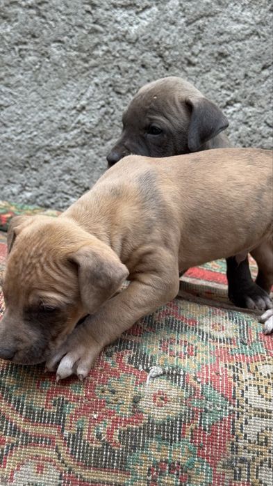 Продается щенки питбуля