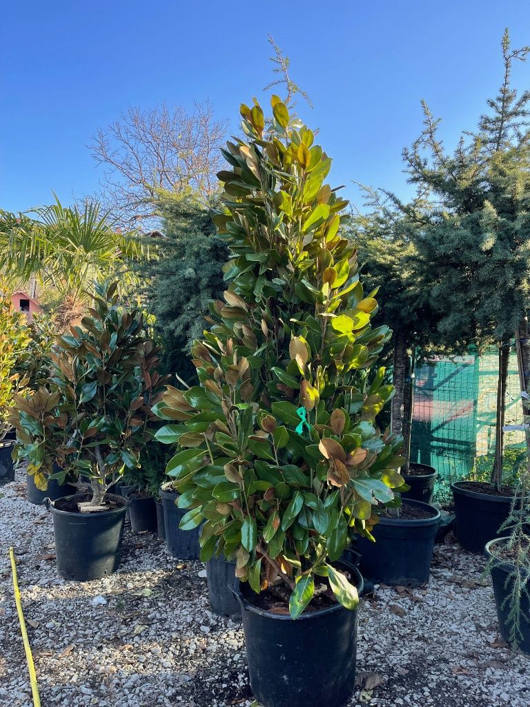 Magnolia grandiflora tufa și copac