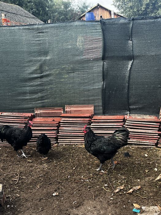 Cocos australorp