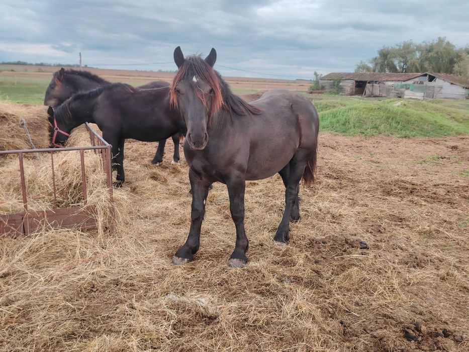 Manji de 1 .5 ani din părinți de rasa