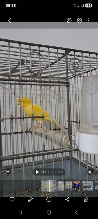 Канарека Нар сотилади