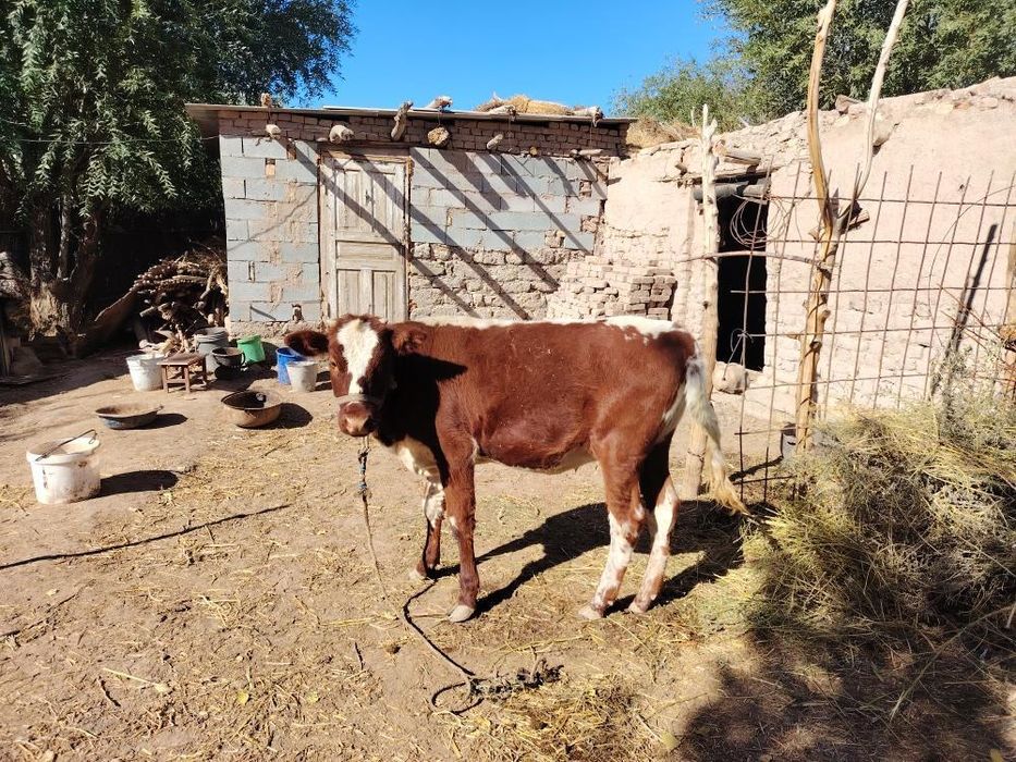 Кашар баспак сатылады