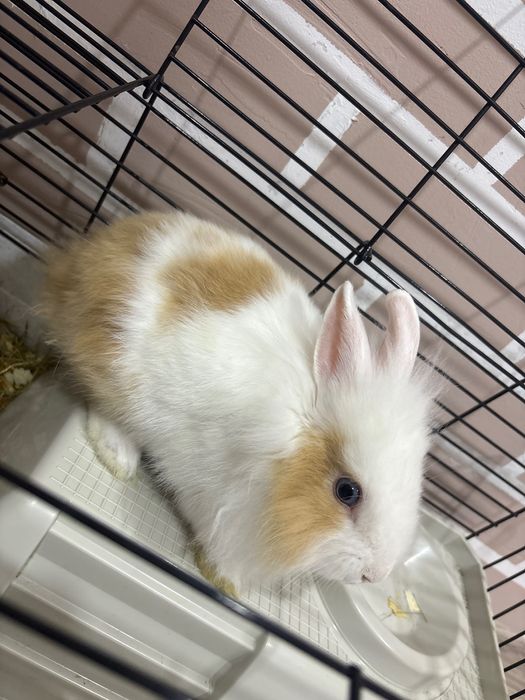 Декоративно зайче