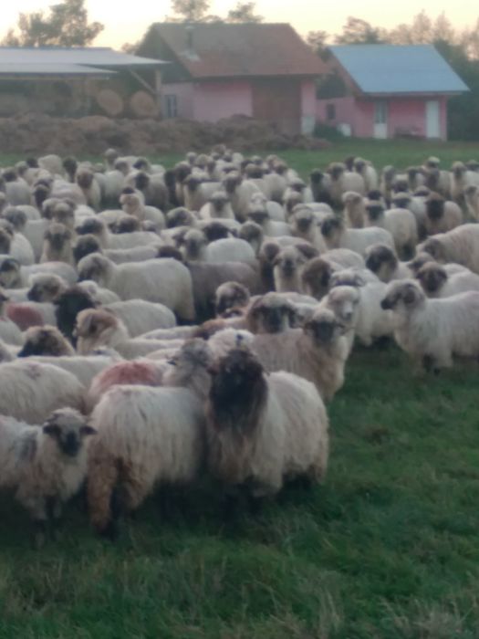 Vând oi bucalai  de Hațeg !
