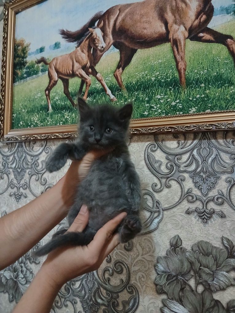 Срочно продаются котята