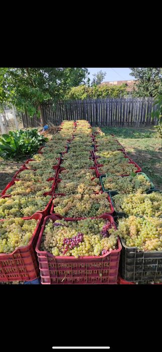 Struguri de vin la comanda