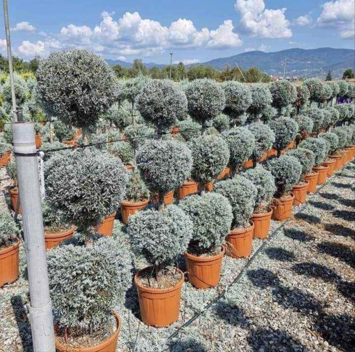 Garden Devis | Cele mai calitative Plante Ornamentale