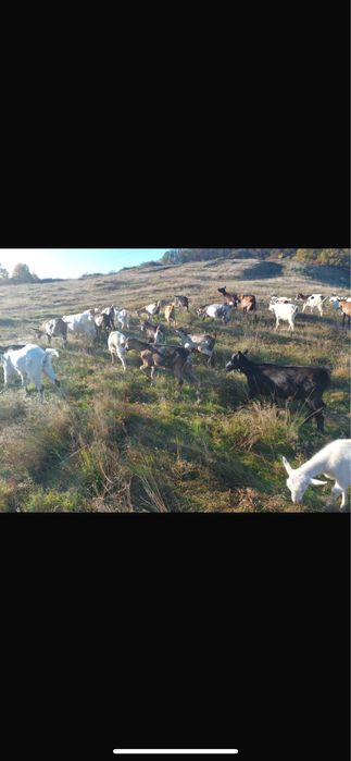 Capre si iede tinere