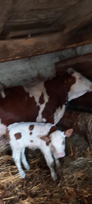 Vând două vaci ci viței