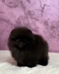 Pomeranian cu pedigree!