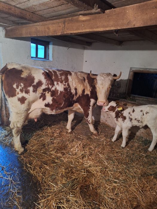 Vând vaca a treia fatare