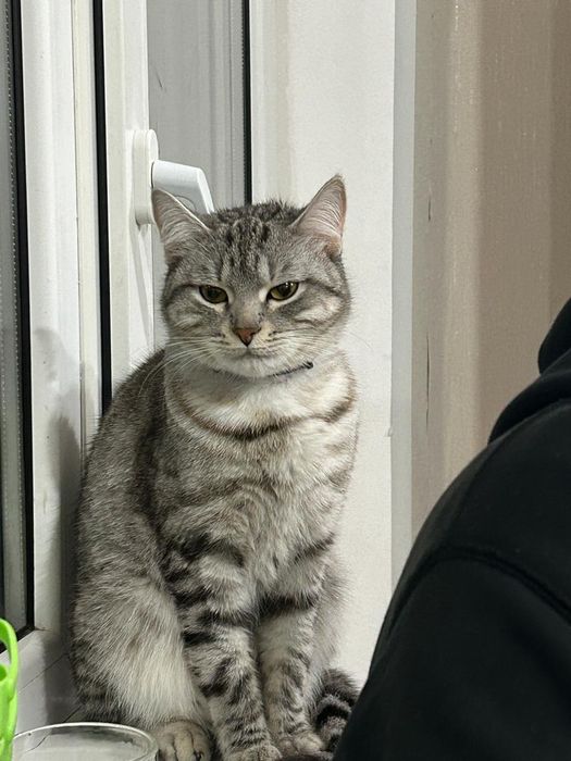 Отдам в хорошие руки