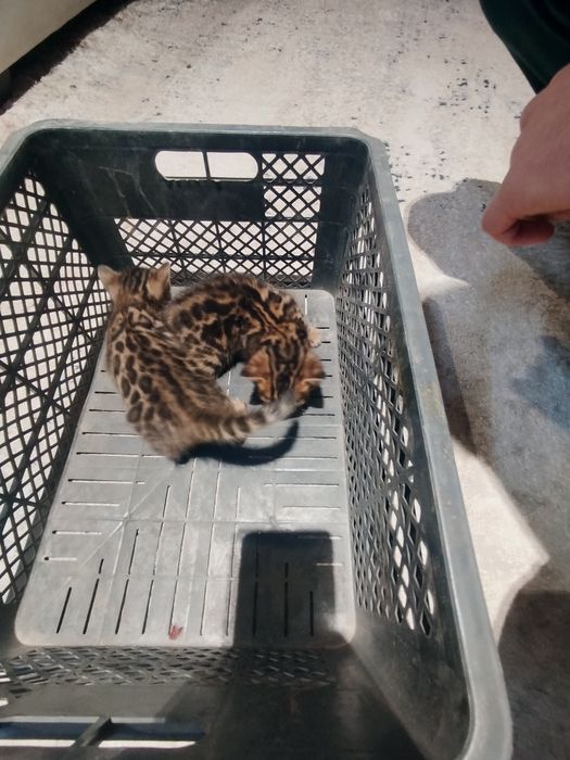 Bengal toza bolasi uch xaftali