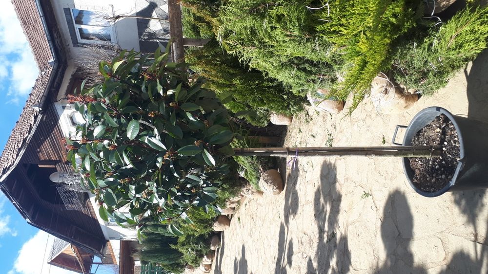 Plante ornamentale ptr gradina tuia brazi gazon piatra naturala