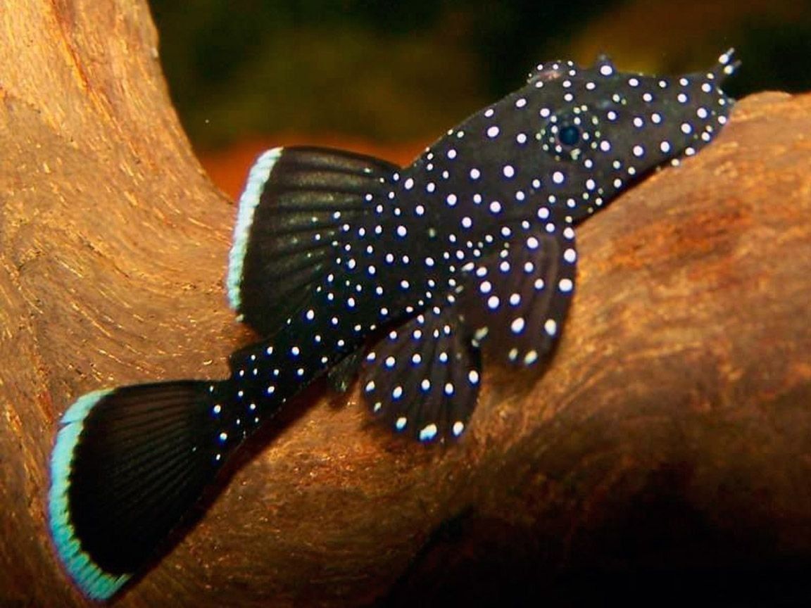 Ansitrus L. 181 sotiladi