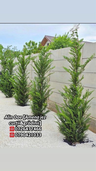 Plante Ormantale si Gazon Rulou CALITATE EXTRA