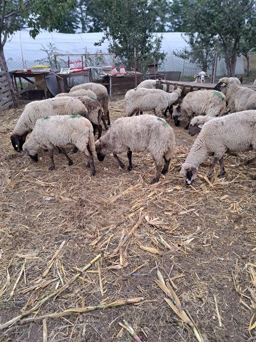 Vind 17 oi  reforme și un berbec.