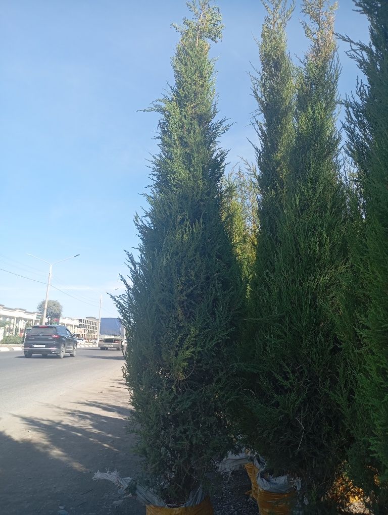 Dekaratevni daraxtlar gular