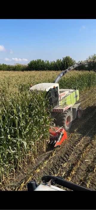 Silis doni bilan urilgan yaguar kanbayda