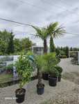 Plante ornamentale de diferite speci doar la Garden Devis room