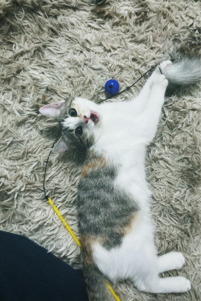 Продаётся котятт
