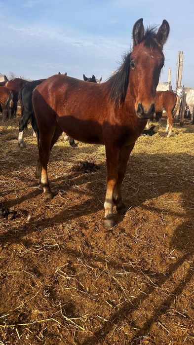 Продам жеребят тяж