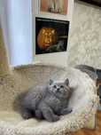 British shorthair lilac