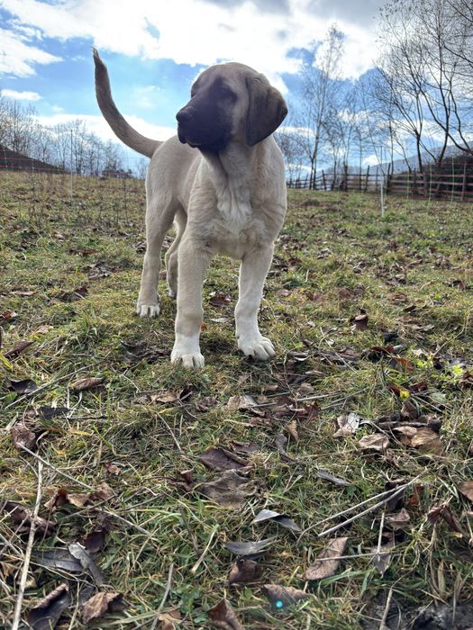 Kangal Malakli Pedigree FCI