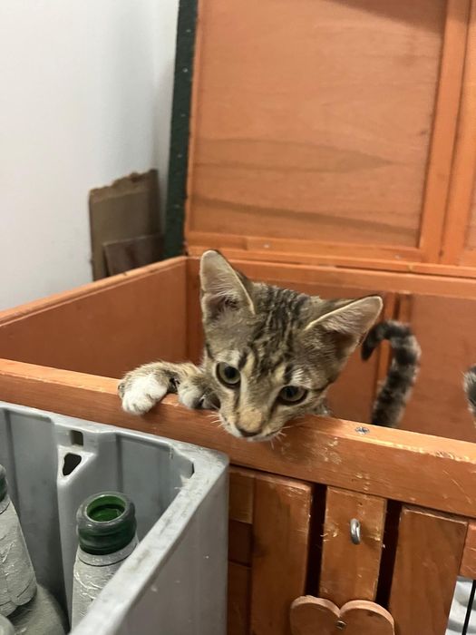 Pisicuțe jucăușe își doresc căsuța lor