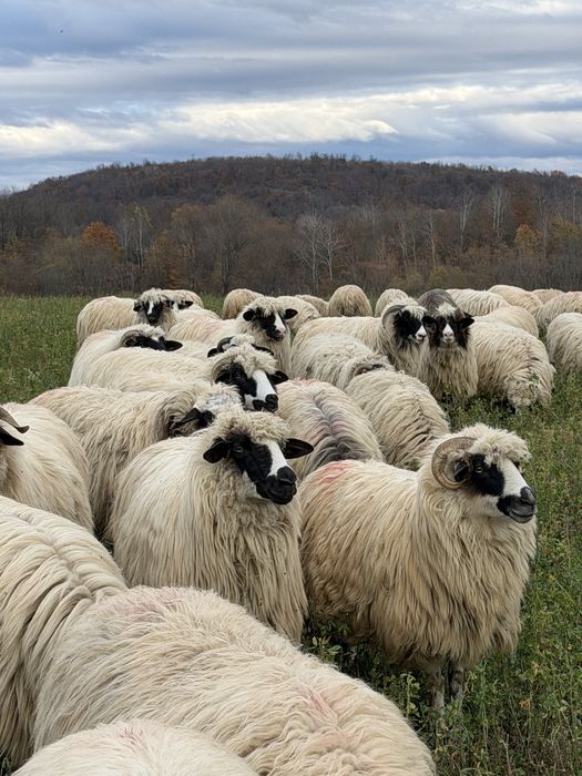 50 de oi cu mielute si un berbecut