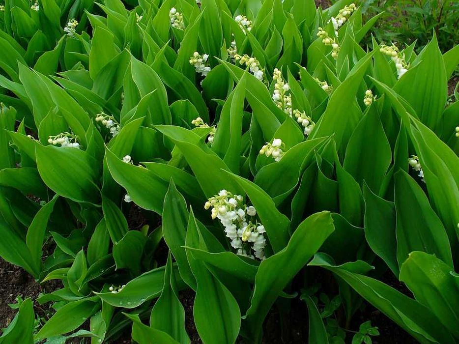 Bulbi de Narcise  Muscari si Lacramioare Margaritar