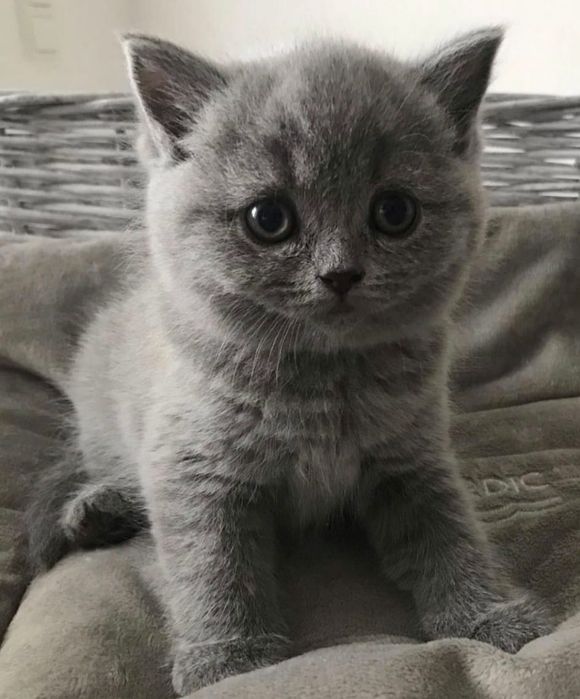 British Shorthair blue