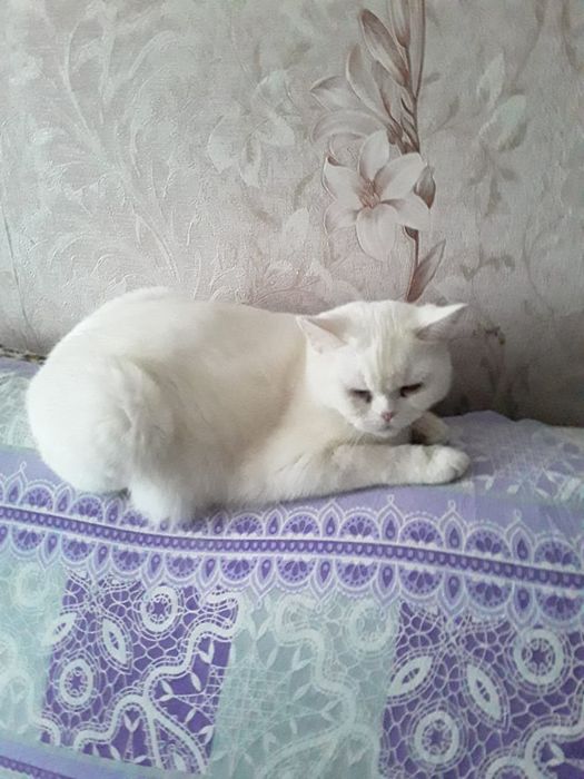 Отдам кошку белая возраст 3 года.краствая