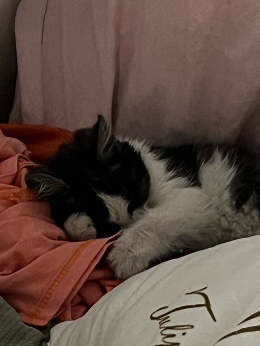 Котенок 1,5 месяца девочка в добрые хорошие руки