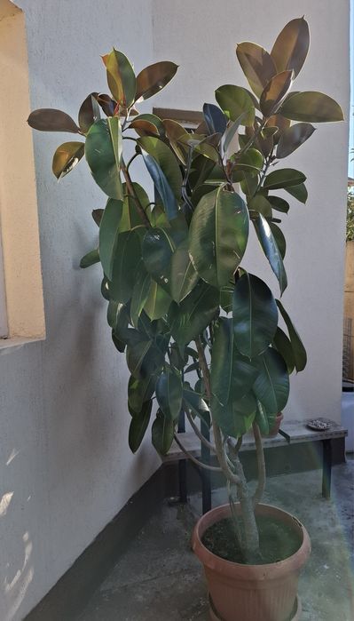 Ficuși 70 cm-2.50/2.70 m